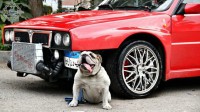/album/carros-rebaixados/carros-rebaixados-7-jpg/